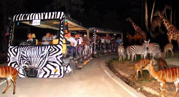 タイ チェンマイのアジア最大ナイト サファリ 迫力の動物たちに感激 Taptrip