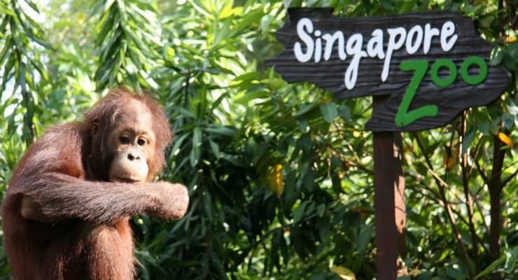 シンガポールの動物園で見れる 最強レア動物たちに会いたい Taptrip