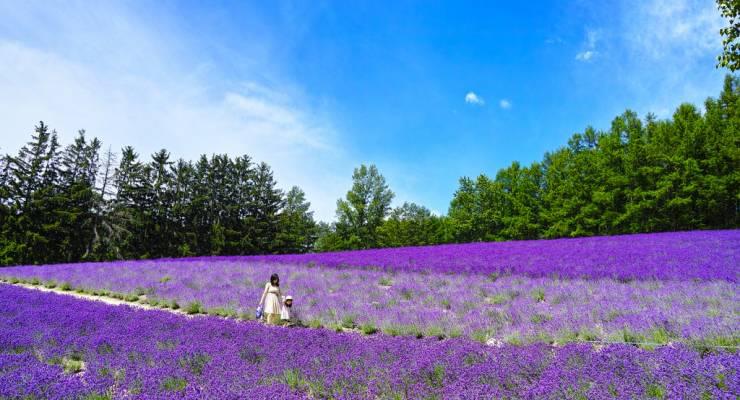 北海道 富良野といえば花畑 ファーム富田の完全ガイド Taptrip