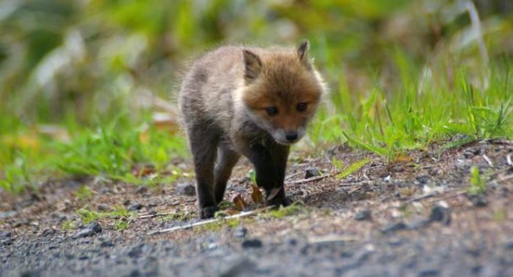 北海道 野生動物に激ウマフード 釧路で行くべき観光スポット5選 Taptrip