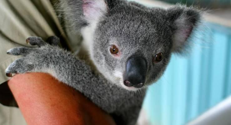 かわいいを間近で オーストラリアで動物と触れ合えるスポット４選 Taptrip