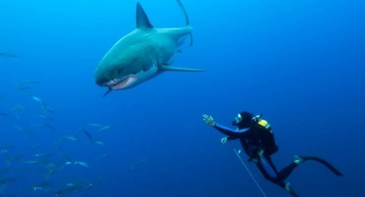 スリル満点すぎでしょ サメと泳げる世界の７スポット Taptrip