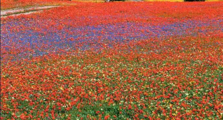 大自然が生み出す奇跡の花園 ナマクワランドのワイルド フラワーが美しすぎる Taptrip