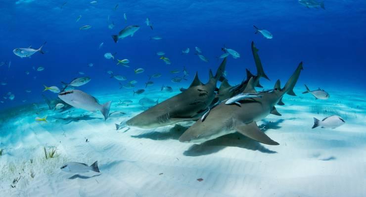 大人も子供も大満足 カリブ海のマリンパラダイス バハマ Taptrip