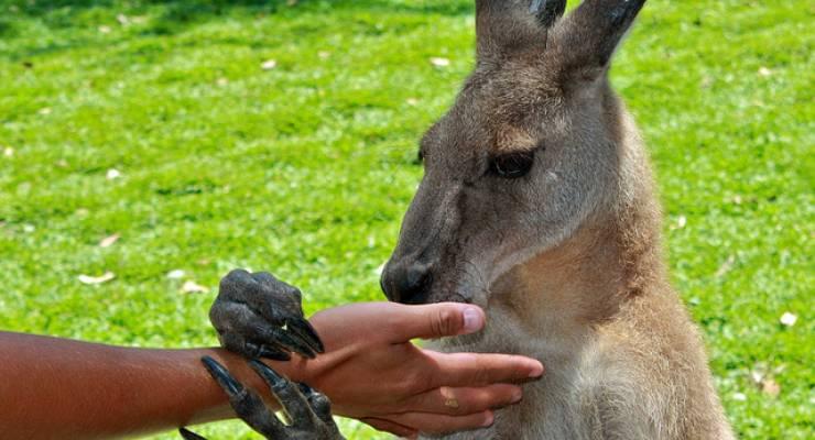 コアラ抱っこも オーストラリア ケアンズの可愛い動物に会える観光スポット６選 Taptrip