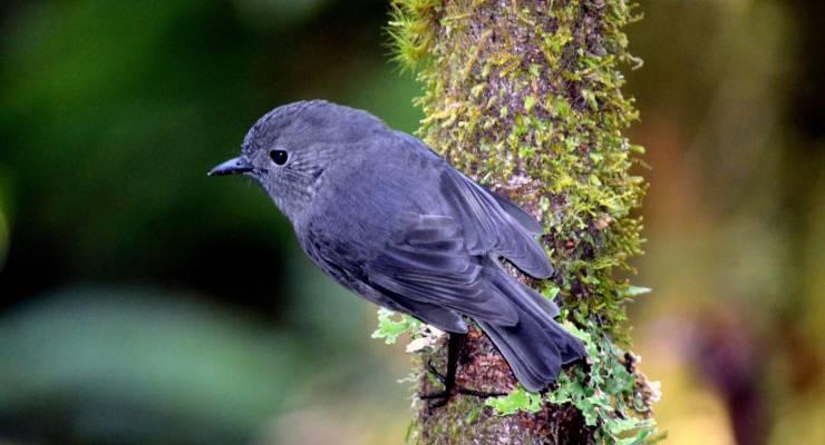 ニュージーランドは自然の宝庫 ここでしか出遭えない野生動物ガイド 鳥編 Taptrip