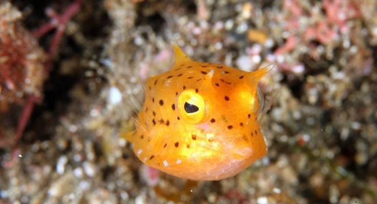 ここが東京 透明度抜群の海の島が魅力的すぎる Taptrip