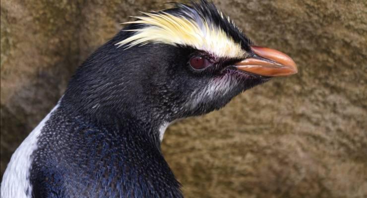 ペンギン王国！ニュージーランドで出会いたいのはこのペンギン！｜TapTrip