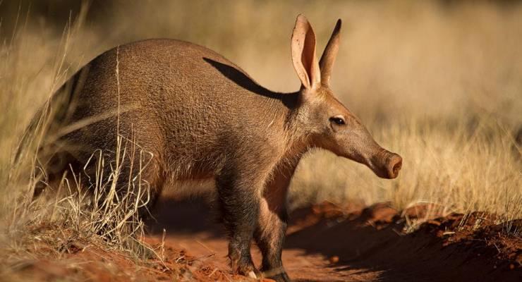 南アフリカのサファリで出会える動物ガイド おもしろ動物編 Taptrip