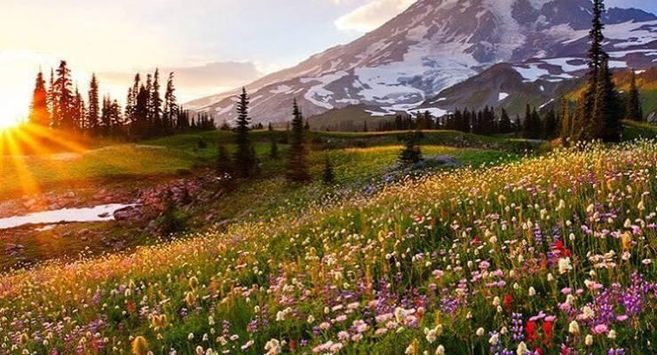 まさに天空の花園 ワシントン州一の大絶景を満喫できるマウント レーニア国立公園 Taptrip