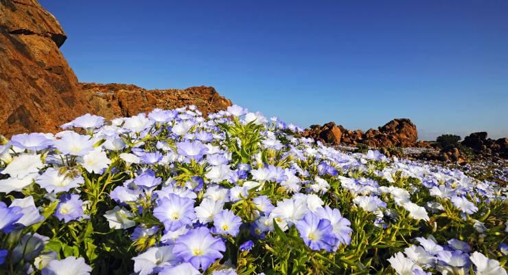 死ぬまでに見たい秘境 チリ アタカマ砂漠に広がる花畑の絶景は異常気象が原因 Taptrip