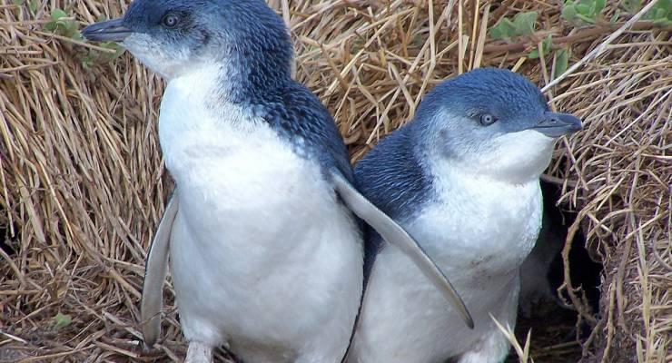 オーストラリア フィリップ島自然公園で野生リトルペンギンに会おう メルボルンから車で２時間 Taptrip