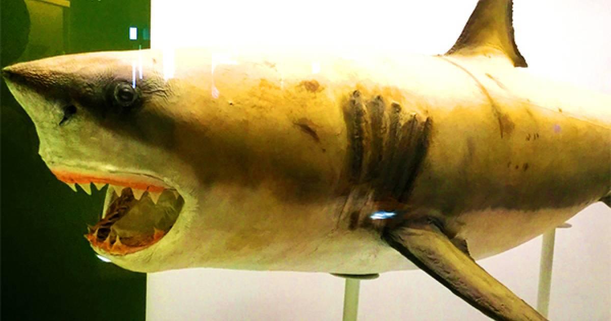 画像14枚目： サメ好き必見のアクアワールド茨城県大洗水族館！49種類のサメの展示が見どころ！｜ TapTrip