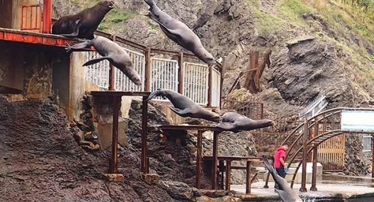 北海道小樽の穴場スポット おたる水族館でトドのダイブを観よう Taptrip