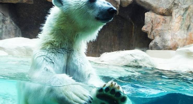 静岡 日本平動物園の展示工夫が斬新で楽しい 日本一長いスロースライダーも Taptrip