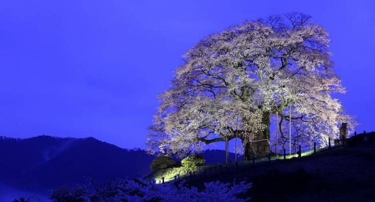 一本桜の名所６選 日本で一番桜が綺麗に見られるスポットはどこ Taptrip