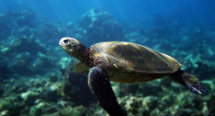 ニューカレドニアで出会える海の生き物 動物５選 透き通った海で一緒に泳ぎたい Taptrip