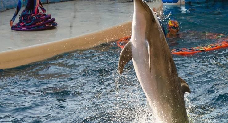 新江ノ島水族館の見どころ 魅力とは イルカショーがすごすぎる Taptrip