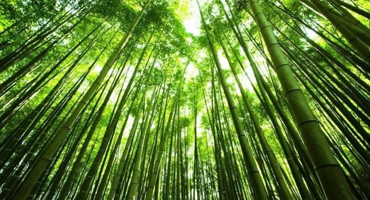 鎌倉で人気の観光スポット 報国寺 見どころ５選 美しい竹林や座禅の体験も Taptrip