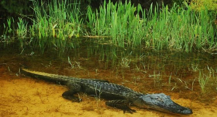 アメリカ エバーグレーズ国立公園ガイドブック 湿原の動植物とネイチャートレイル Taptrip