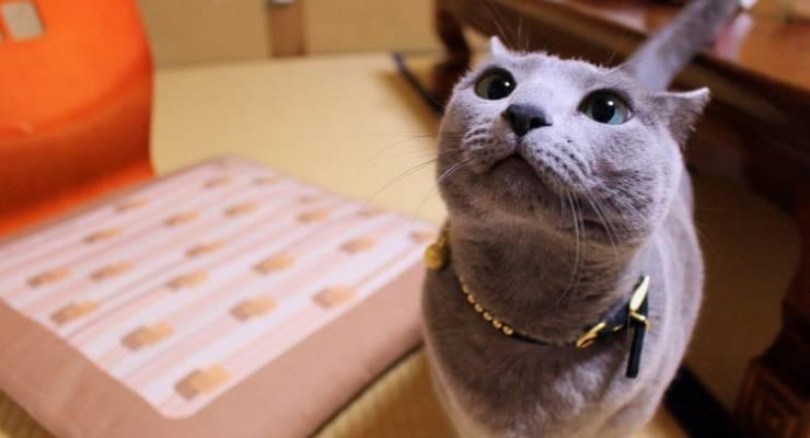 鎌倉 長崎 京都 街で可愛い猫に出会えるスポット３選 Taptrip