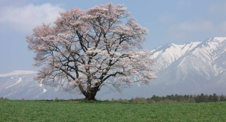 岩手県雫石町 小岩井農場まきば園 特集 Nhkの朝ドラで一躍有名になった一本桜と見どころまとめ Taptrip