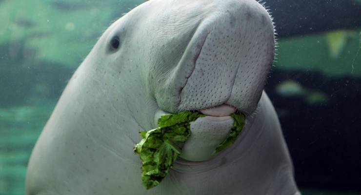 世界で４か所だけ ジュゴンを飼育しているジュゴンに会える水族館４つ Taptrip