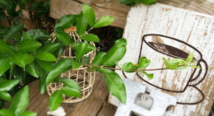 沖縄 那覇の人気隠れ家カフェひばり屋の秘密に迫る 晴れの日にしか開いてない木漏れ日カフェ Taptrip