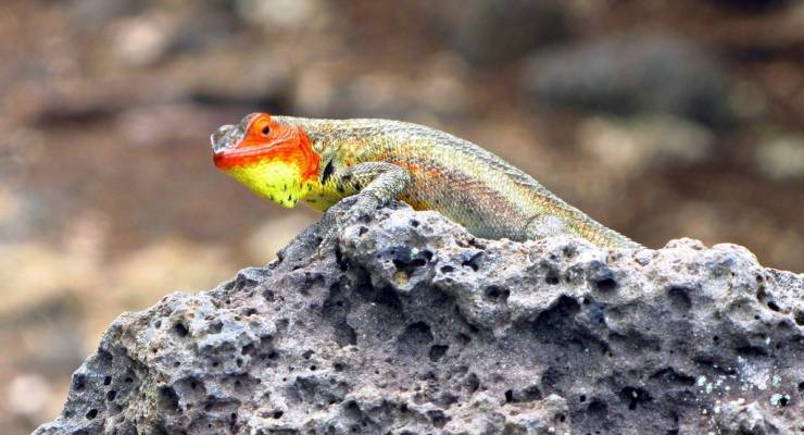 爬虫類好きはたまらない ガラパゴス諸島で見ることのできる生き物10選 Taptrip