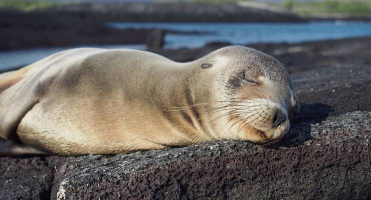 ガラパゴス諸島で超絶かわいい生き物と泳ごう オススメのビーチ３選 Taptrip