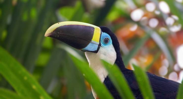 ブラジルのアマゾンで出会える 色とりどりの美しい鳥たち Taptrip