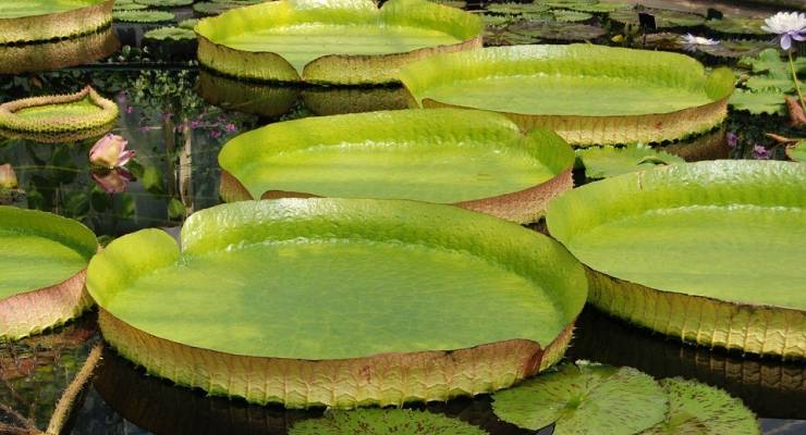ブラジルのアマゾンに生息する珍しい植物4選 Taptrip