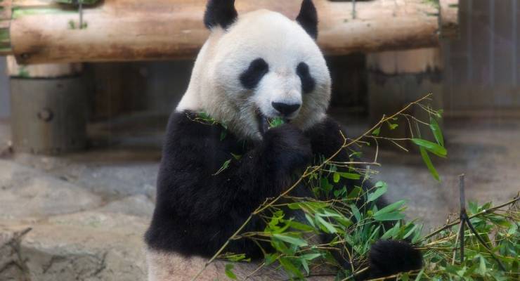 上野動物園の入園料は 割引やクーポンで安くする方法を教えます Taptrip