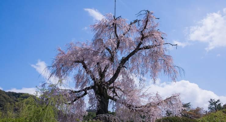 見どころがいっぱいの京都 円山公園へ観光に行こう Taptrip