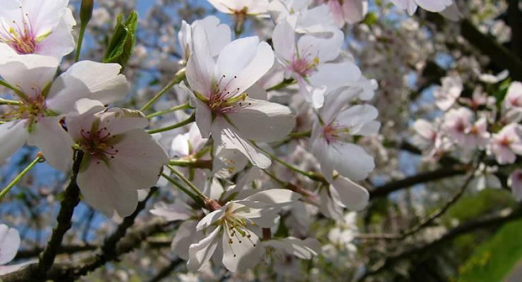 埼玉県の花の名所をご紹介 丘一面に咲く芝桜からコスモスまで Taptrip