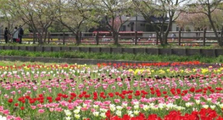 北九州市八幡西区エリアで美しい花々が見学できるスポット4選 お花見はいかが Taptrip
