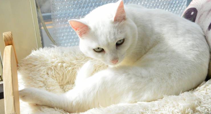 人気のダウンロード 糸島 猫 カフェ 100 で最高の画像