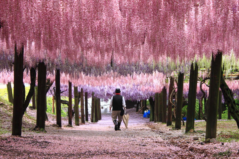 世界で話題沸騰！北九州市の絶景「河内藤園」が美しすぎる！