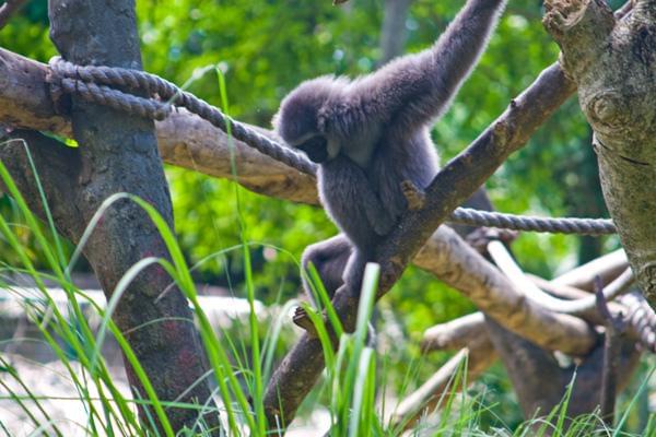 バリ島の動物園やサファリなどでキュートな動物たちと触れ合おう！