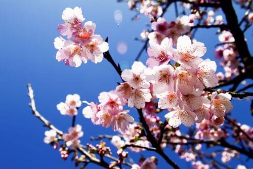 【京都】お寺をバックに観賞！桜が美しすぎる絶景スポット