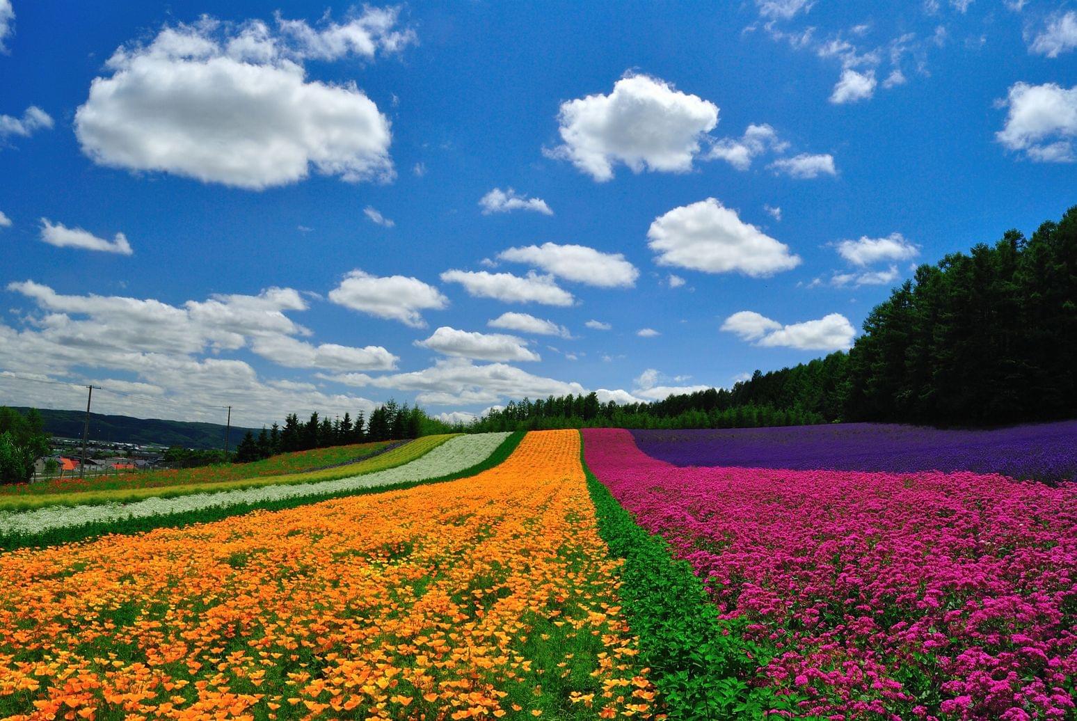 北海道・富良野といえば花畑！ファーム富田の完全ガイド！
