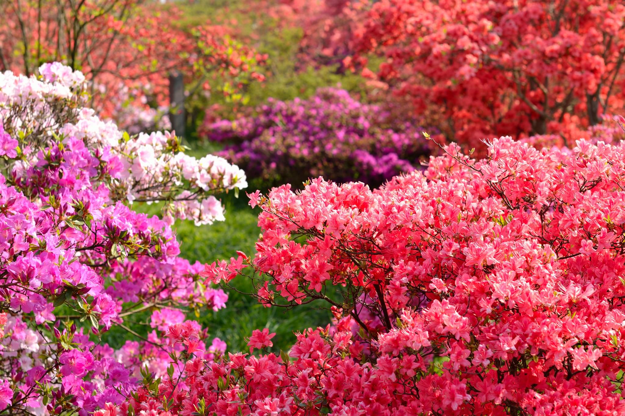 【群馬】花の名所５選！春を存分に楽しめる公園特集