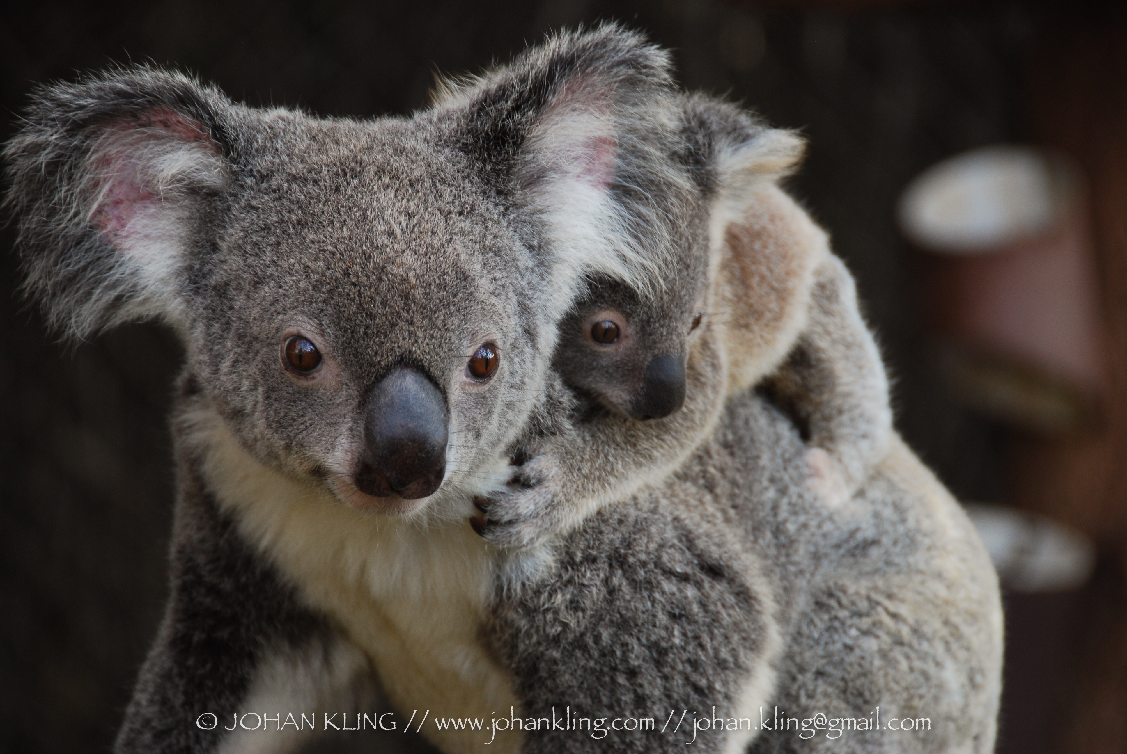 かわいいを間近で！オーストラリアで動物と触れ合えるスポット４選