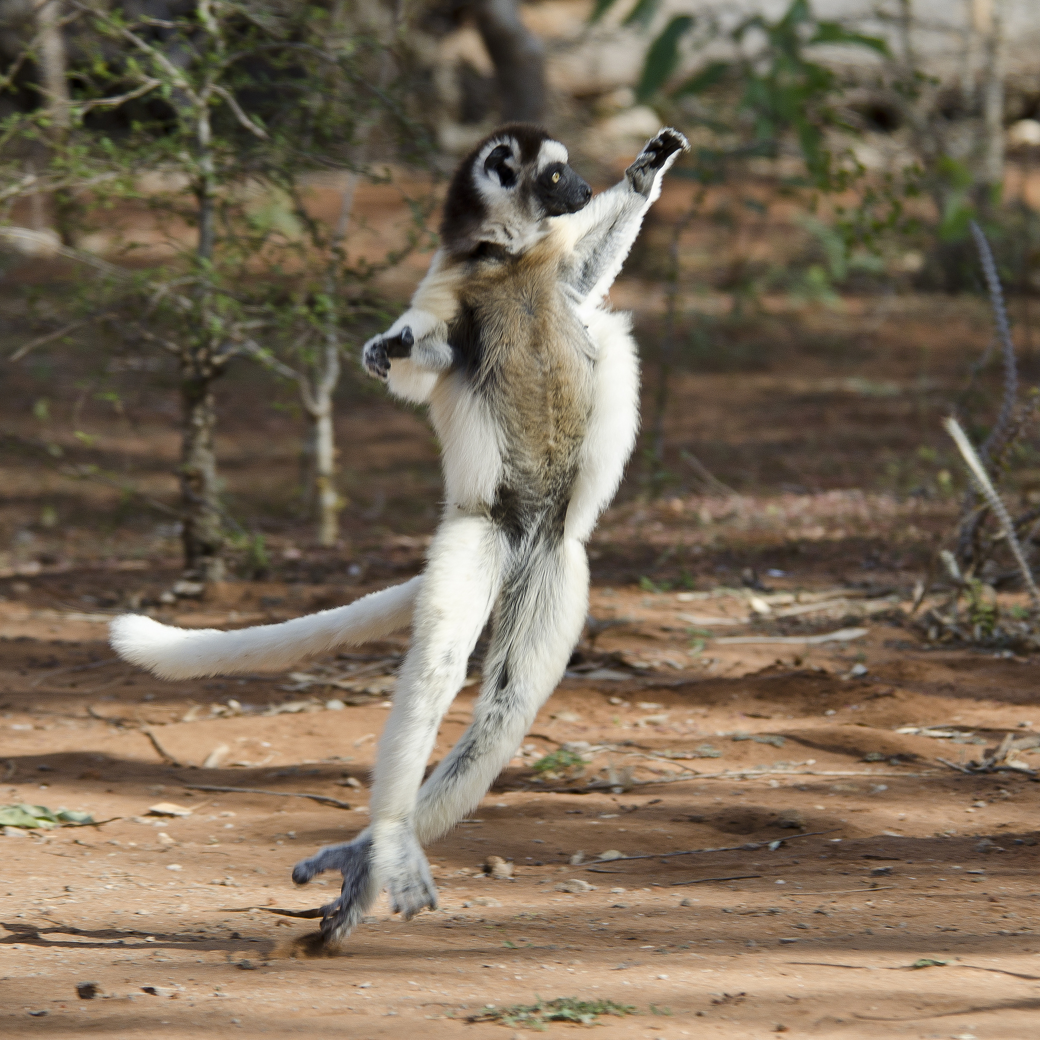 マダガスカル島で稀少動物に会える人気観光スポット保護区！インド洋に浮かぶ「最後の楽園」へ