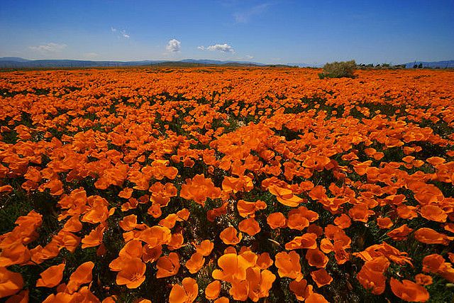 死ぬまでに見るべきオレンジの絶景特集【カリフォルニア・バルセロナ・サントリーニ島・島根】