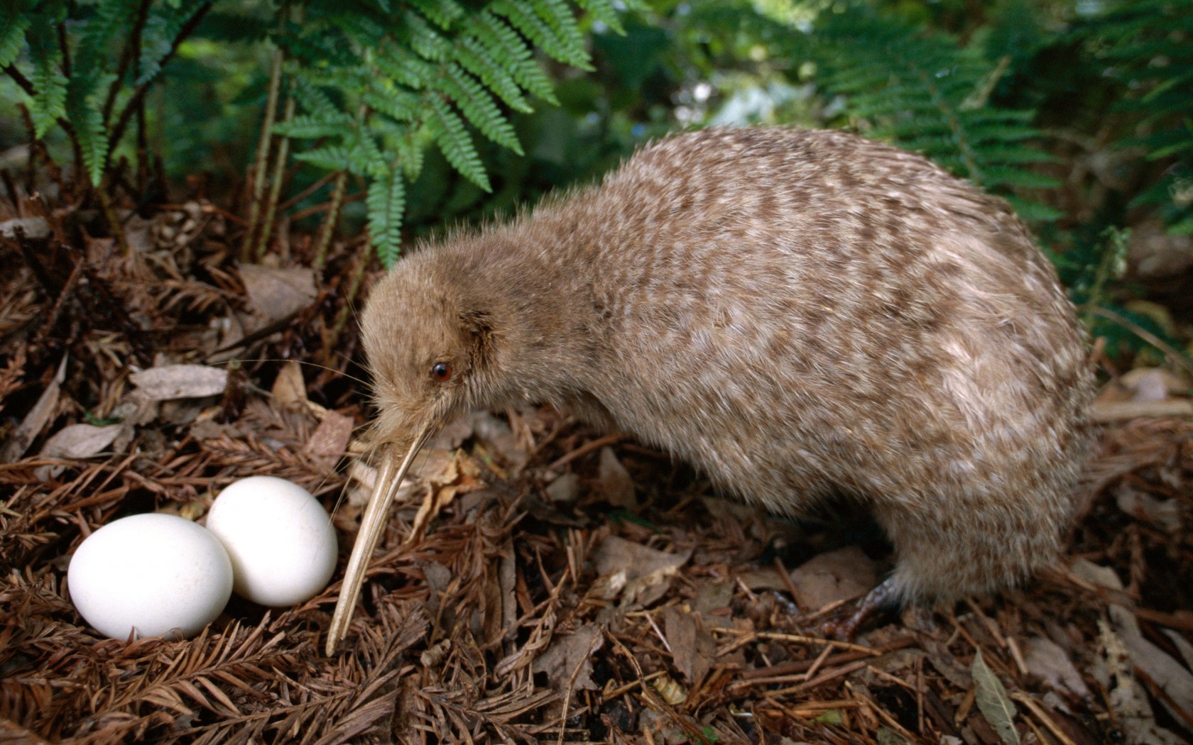 ニュージーランドは自然の宝庫！ここでしか出遭えない野生動物ガイド【鳥編】