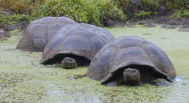 ガラパゴス諸島の観光で行くべき４つの島！野生動物にも会える♡