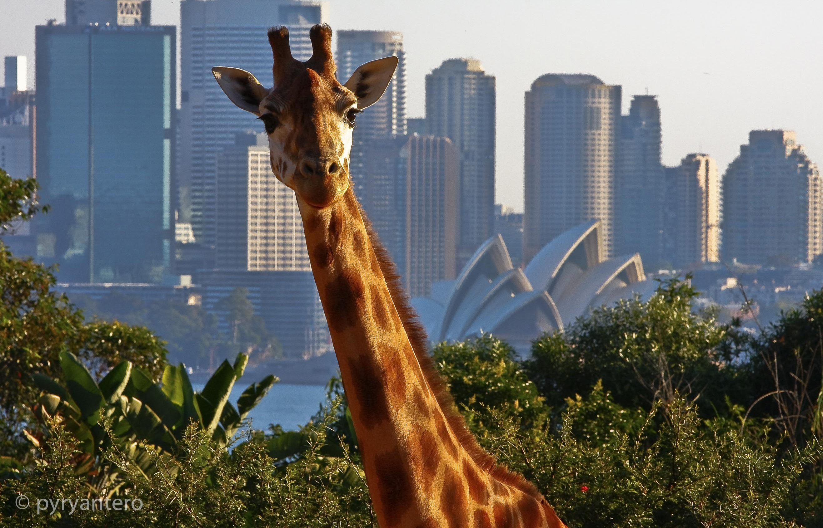 シドニーで自然スポットおすすめ５選！デートや子連れに人気【公園・ビーチ・動物園】