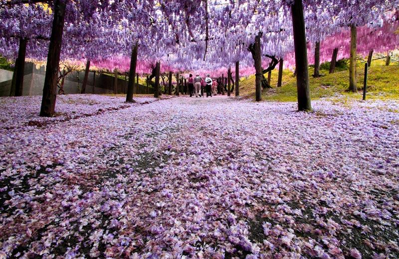 世界で話題沸騰！北九州市の絶景「河内藤園」が美しすぎる！