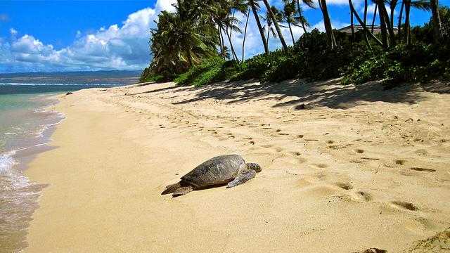 ハワイ・オアフ島でおすすめビーチといえばハレイワ＆ノースショア！サーファーの聖地を訪ねよう